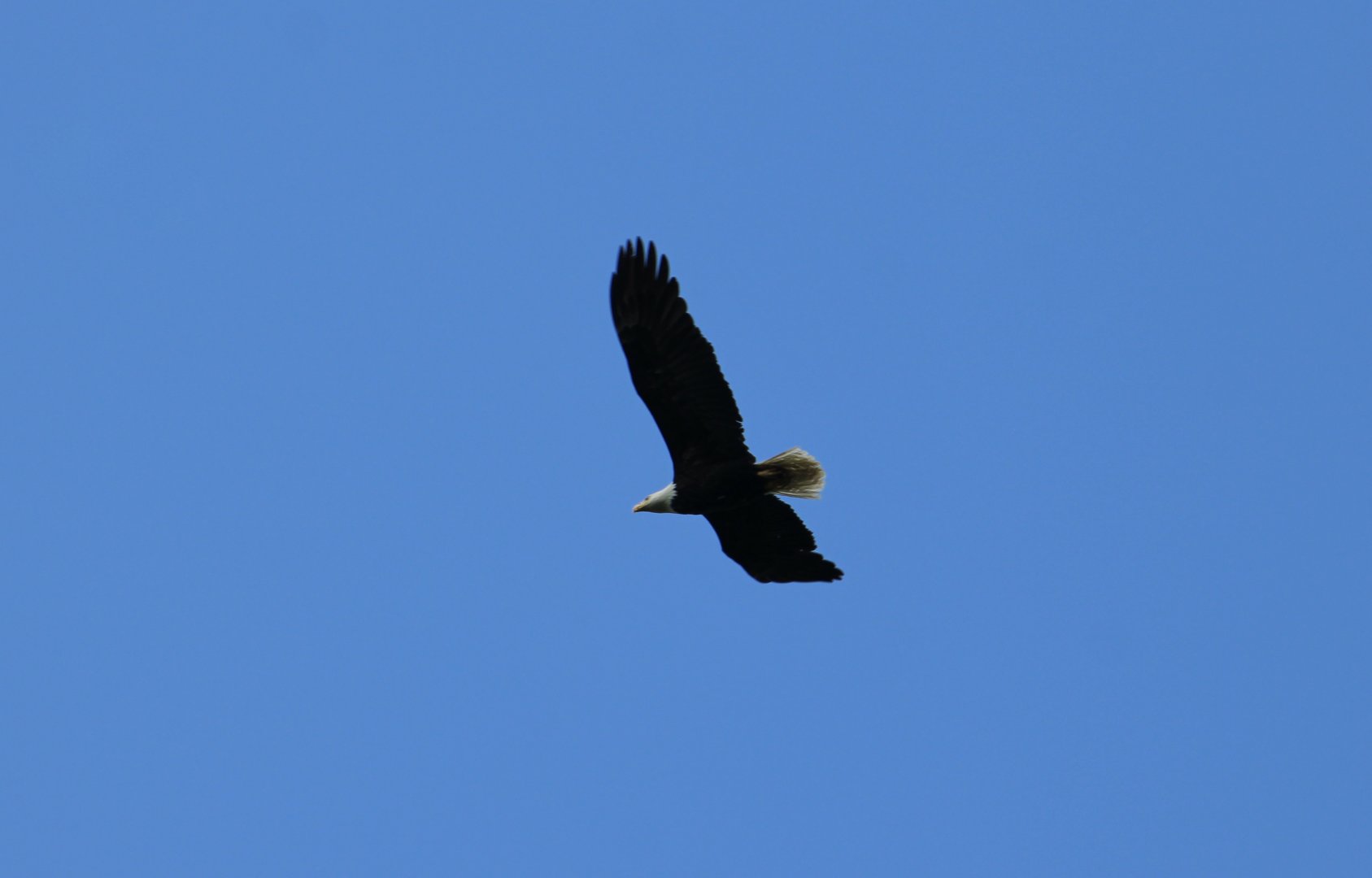 Northern Bald Eagle (Haliaeetus leucocephalus washingtoniensis) - wild
