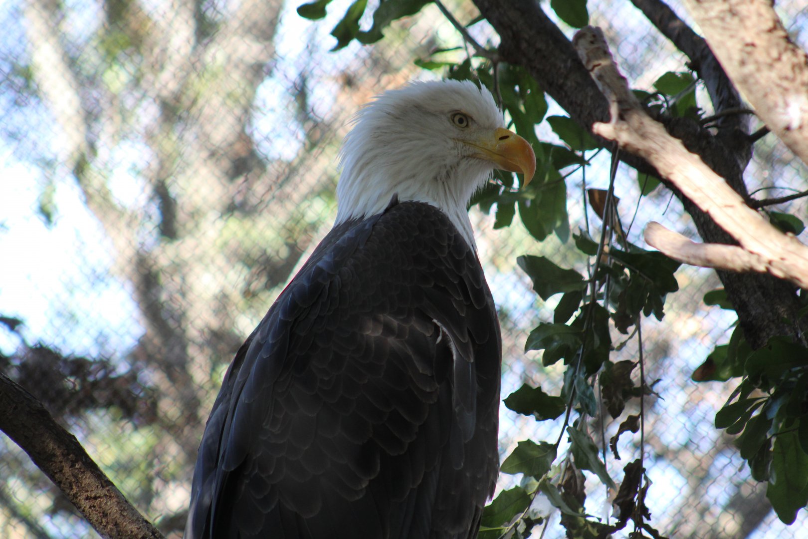 Northern Bald Eagle
