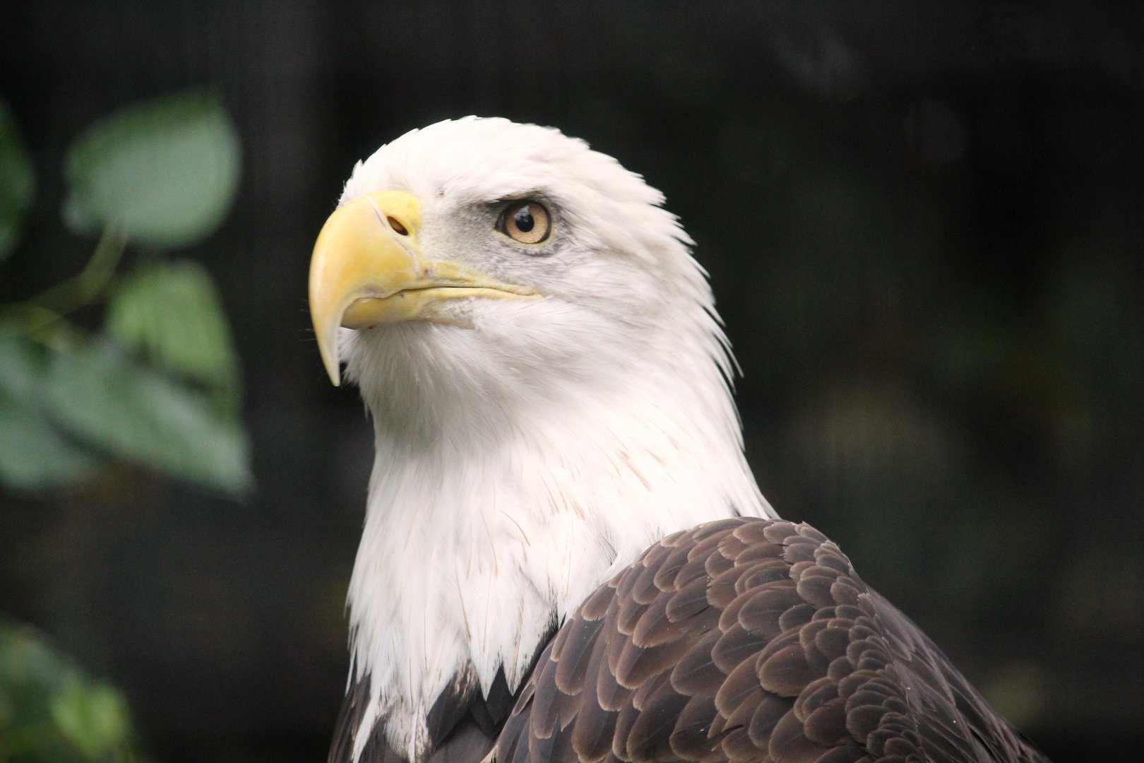 Northern Bald Eagle