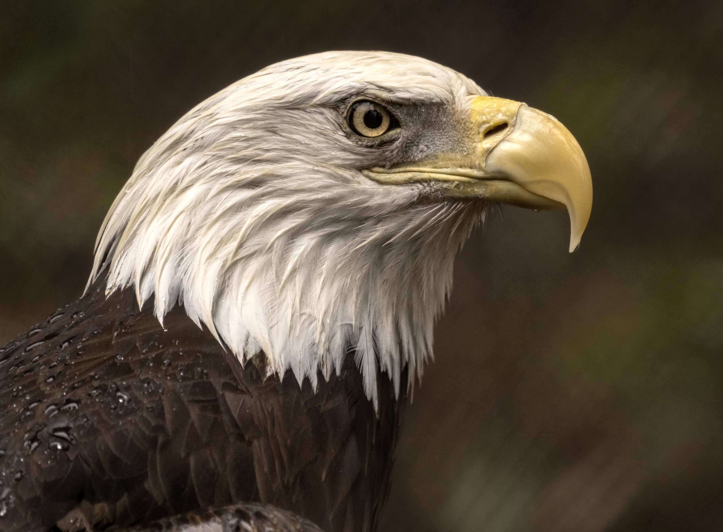 Northern Bald Eagle