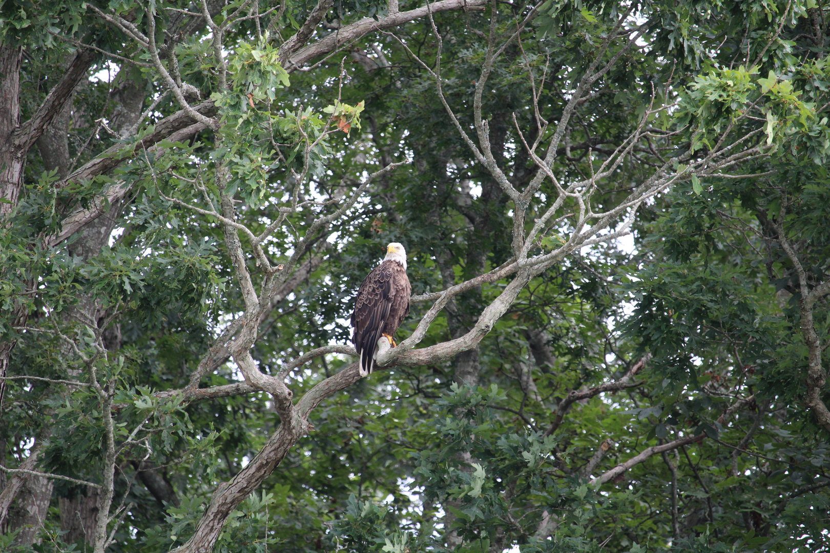 Northern Bald Eagle