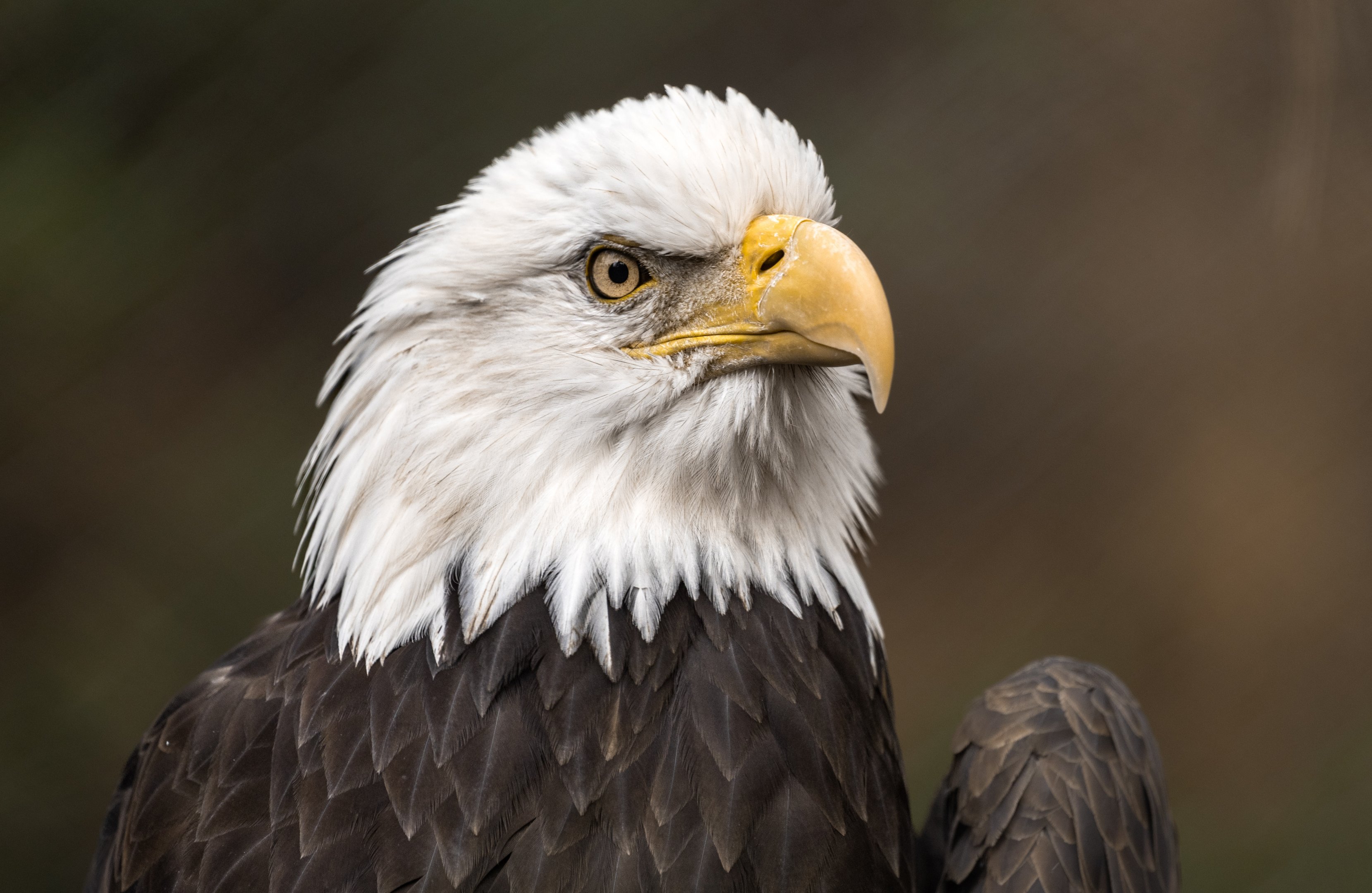 Northern Bald Eagle