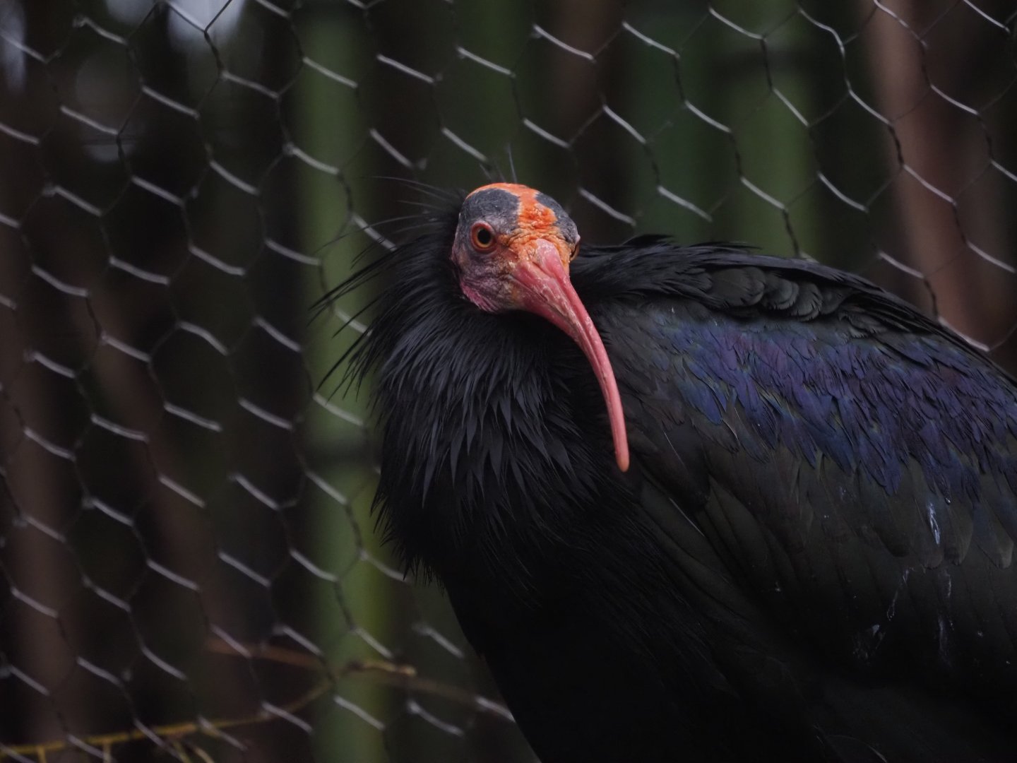 Northern Bald Ibis 1