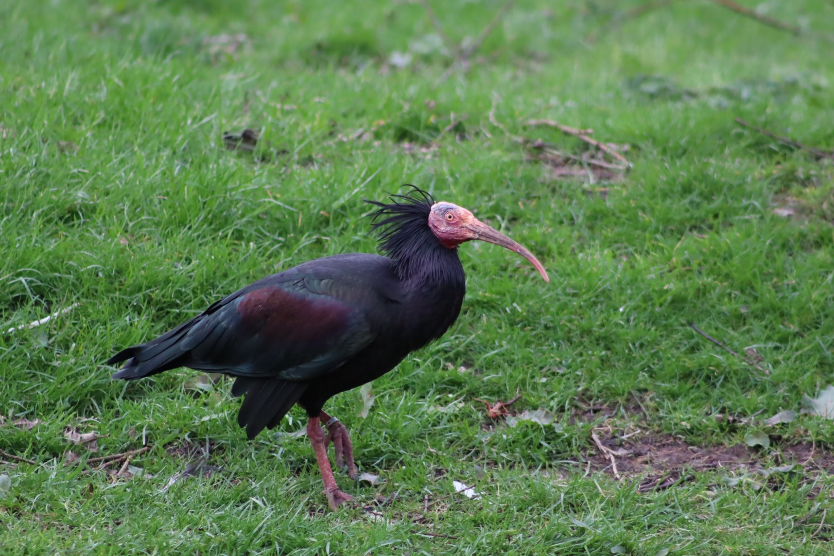 Northern Bald Ibis - 17 February 2020