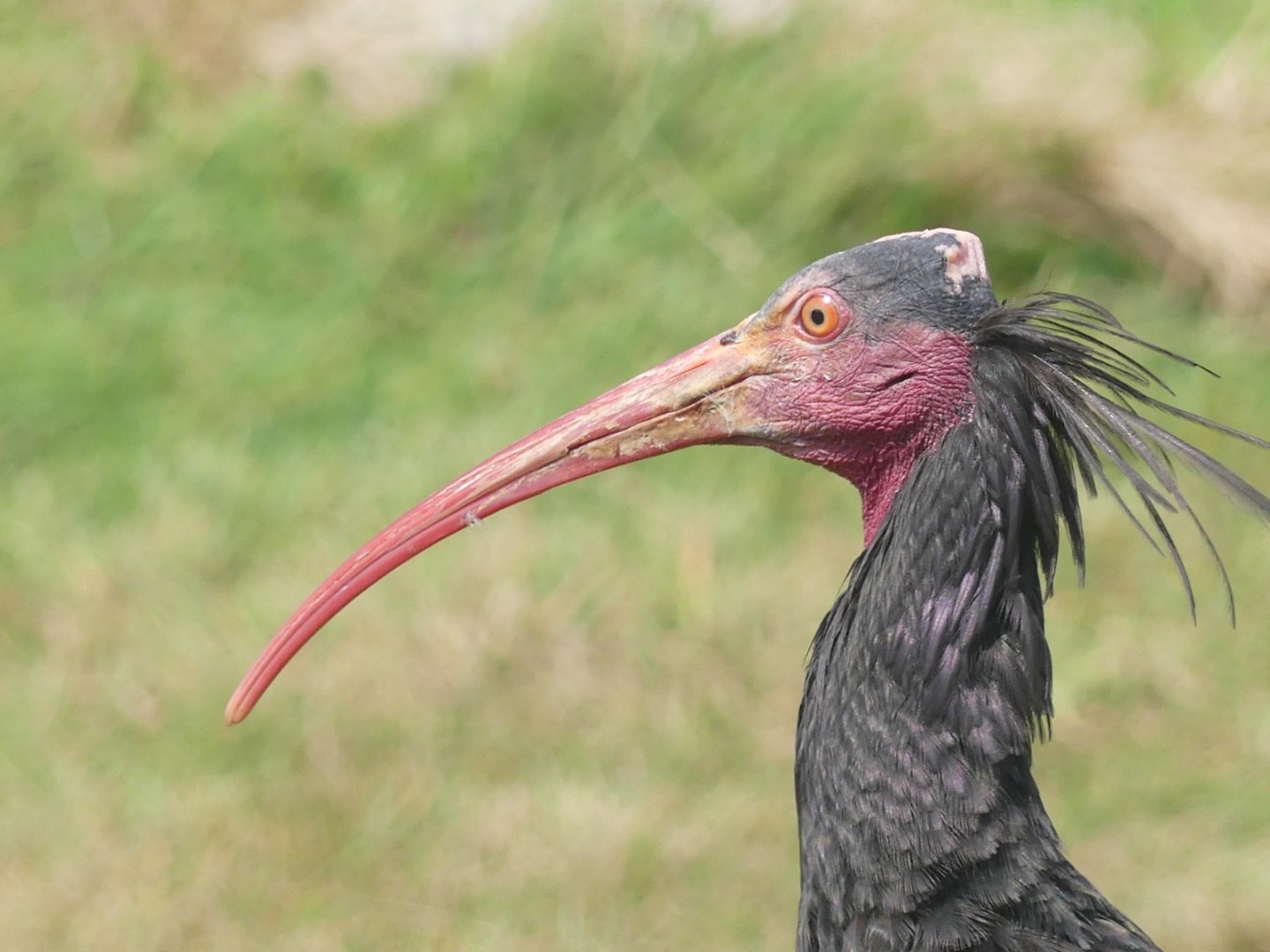 Northern Bald Ibis - 18.08.24