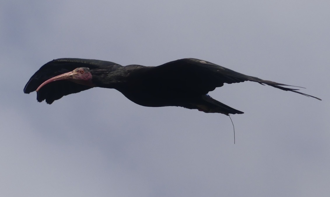 Northern Bald Ibis - 18.08.24