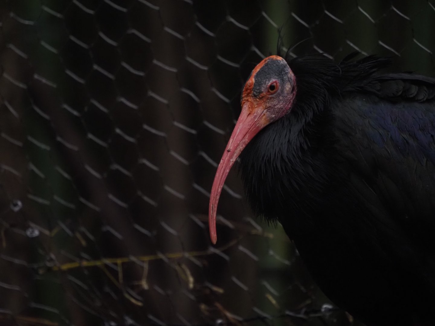 Northern Bald Ibis 2