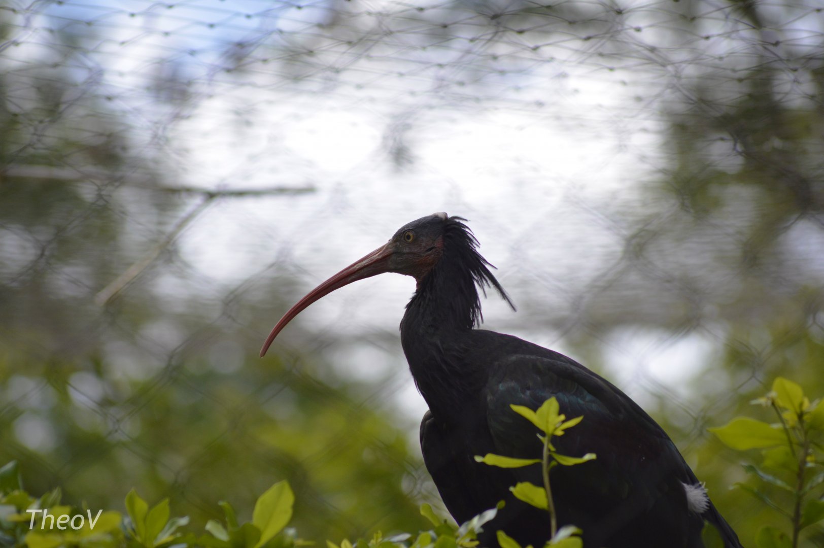 Northern bald ibis [2017]
