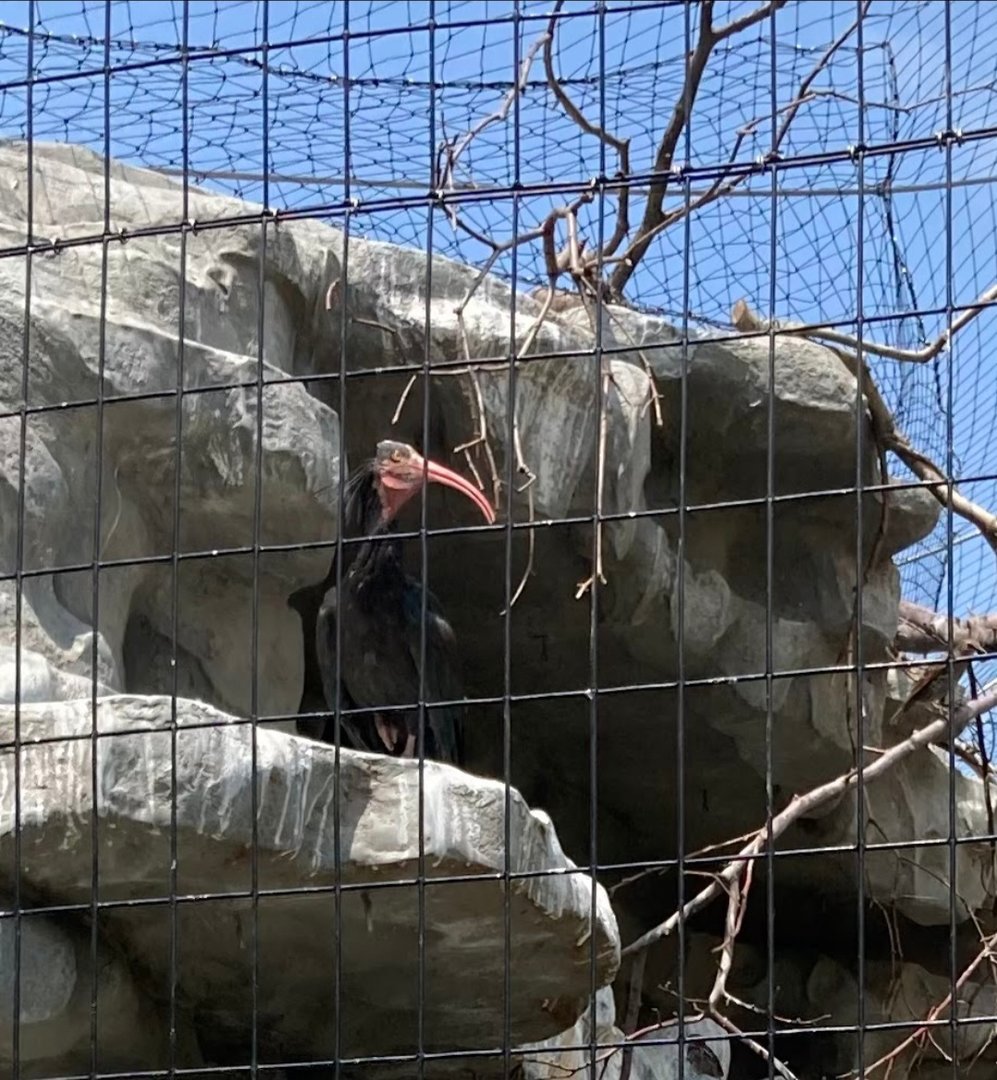 Northern Bald Ibis (8/10/23)