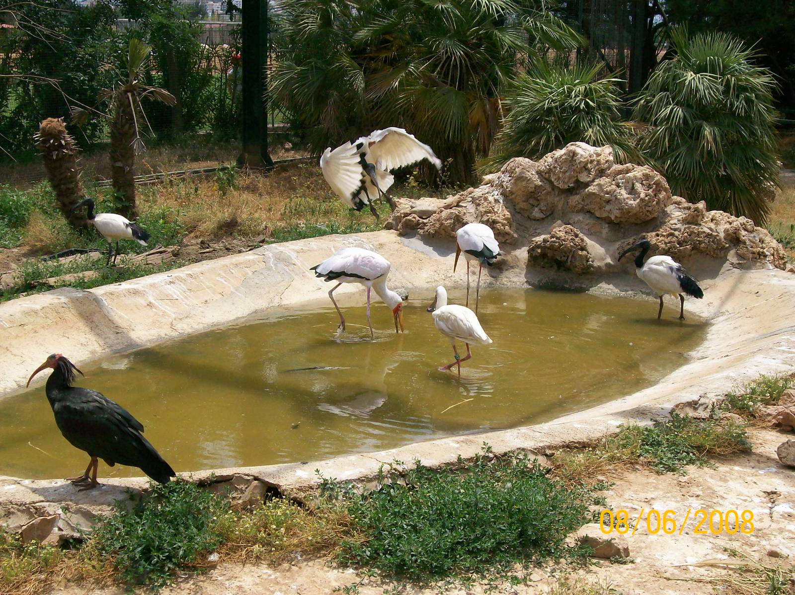Northern bald ibis, African sacred ibis, Yellow-billed stork, African spoon