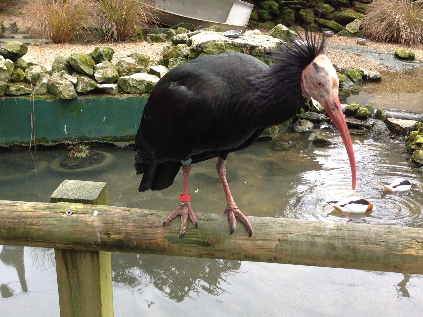 Northern Bald Ibis and Common Shelducks