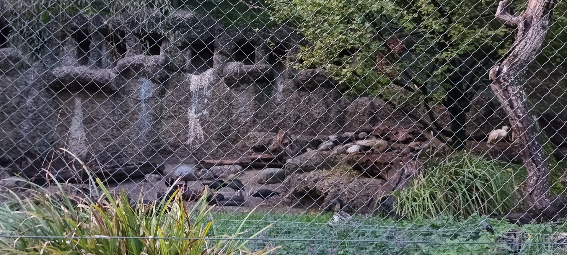 Northern bald Ibis and European Spoonbill Aviary
