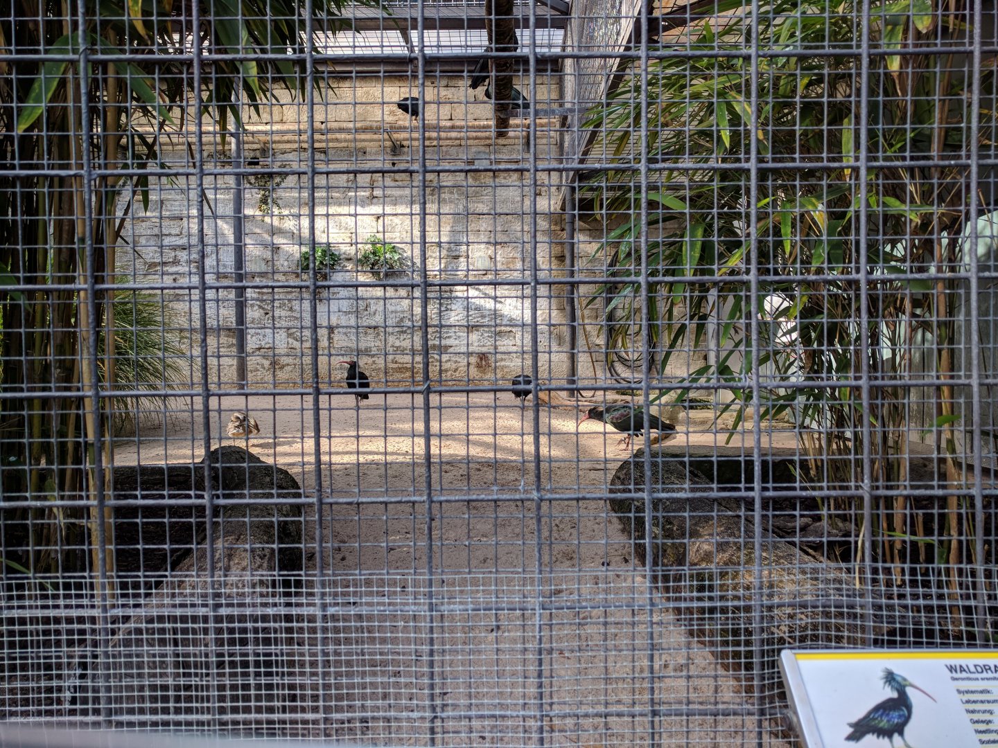 Northern bald ibis and marbled teal aviary