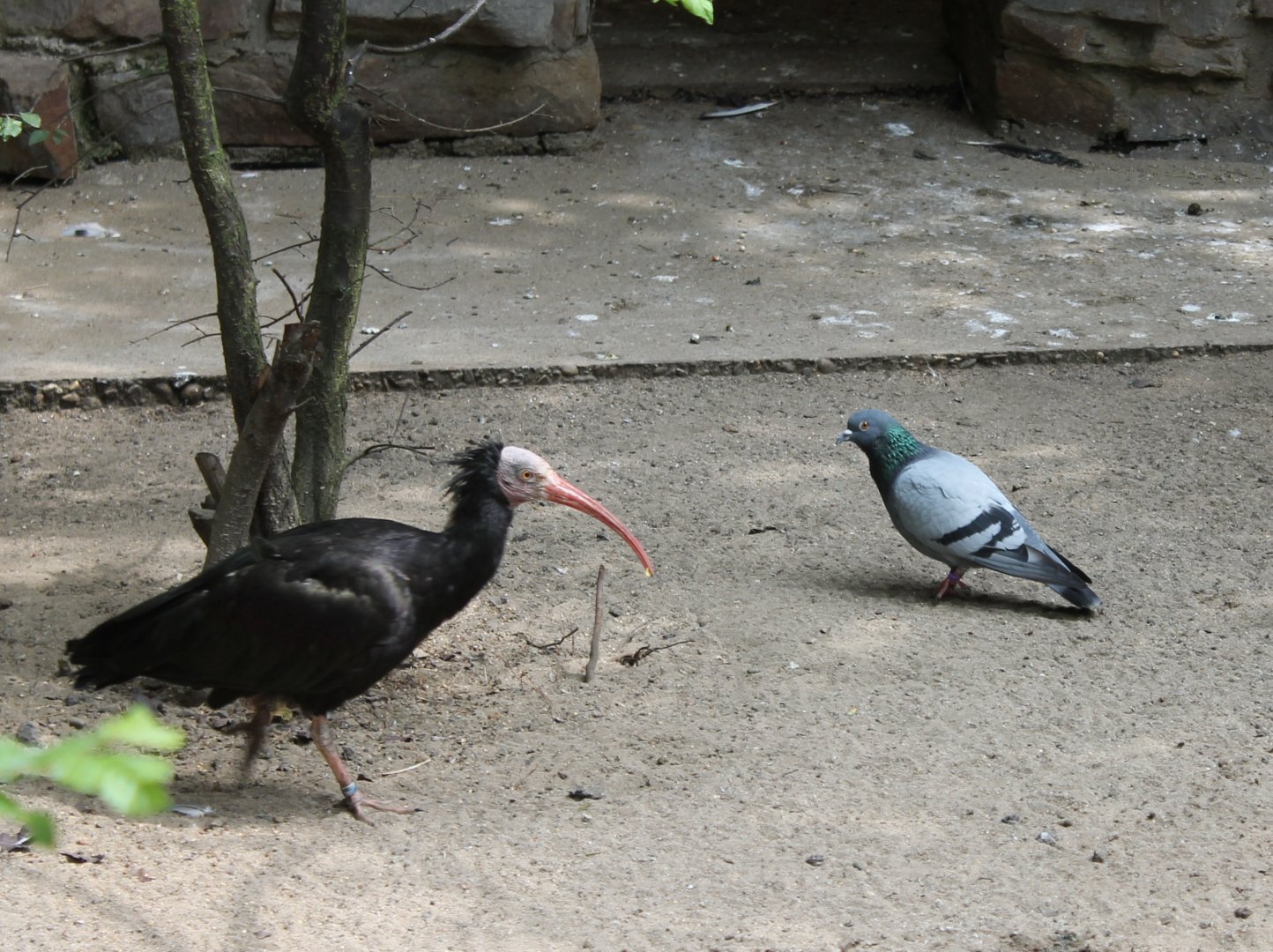 Northern bald ibis and Rock pigeon