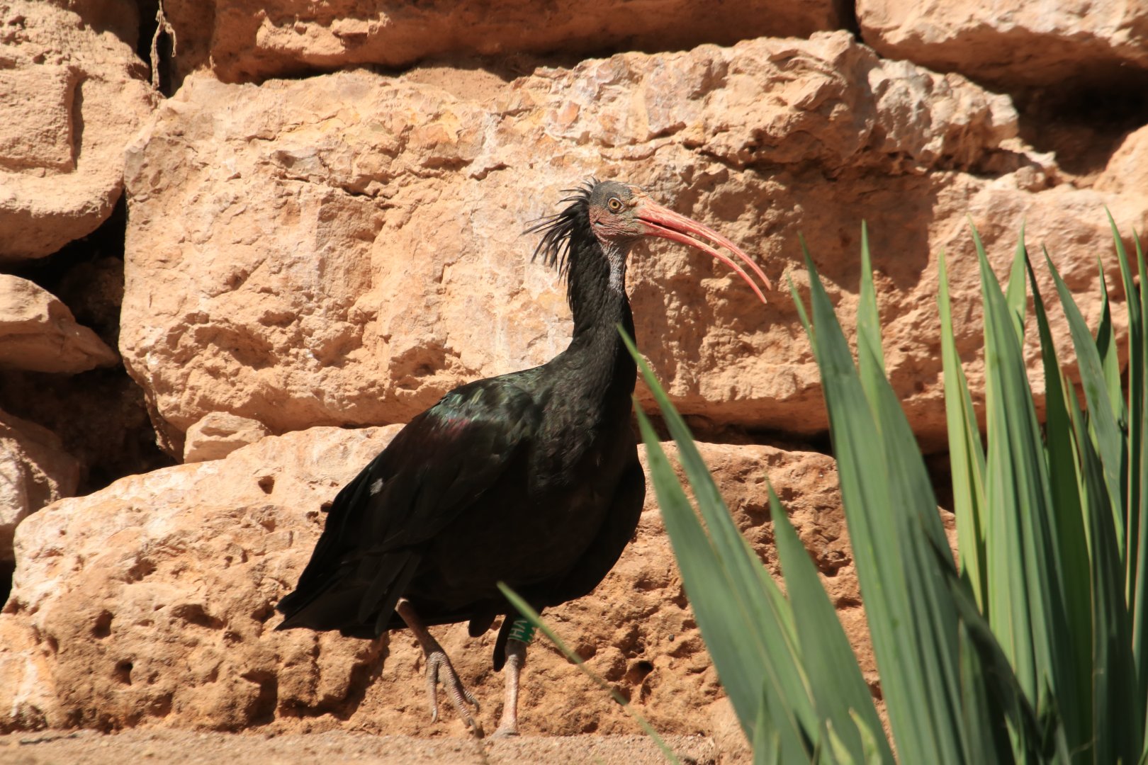 Northern Bald Ibis (August 2019)