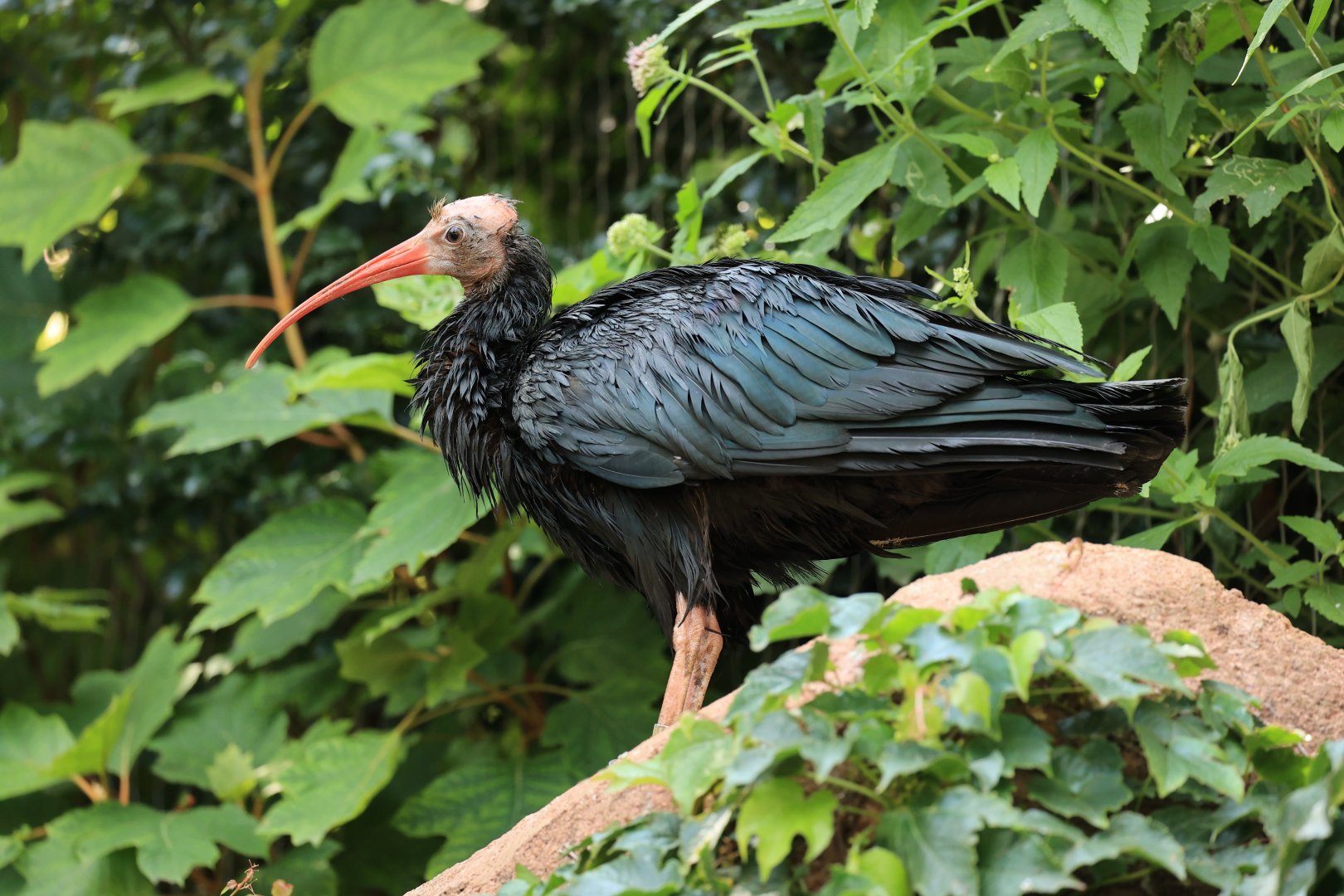 Northern bald ibis (August 2021)