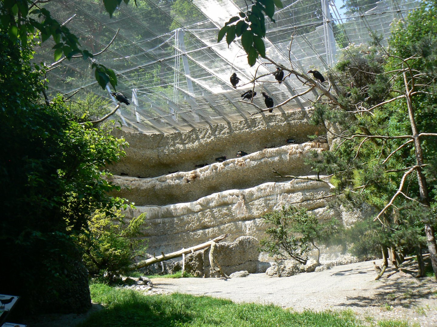 Northern Bald Ibis Aviary - 4 June 2019