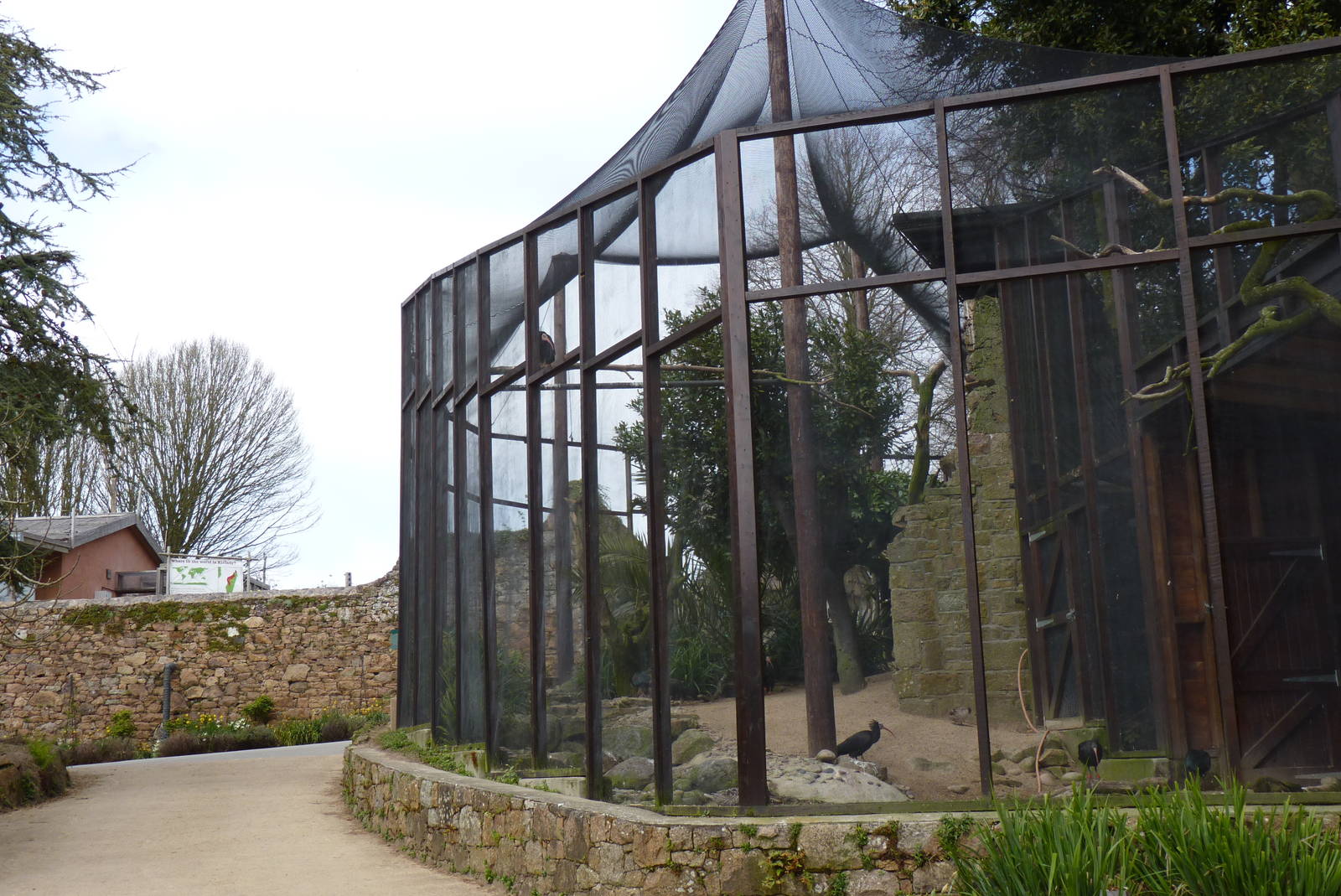 Northern Bald Ibis Aviary, April 2013