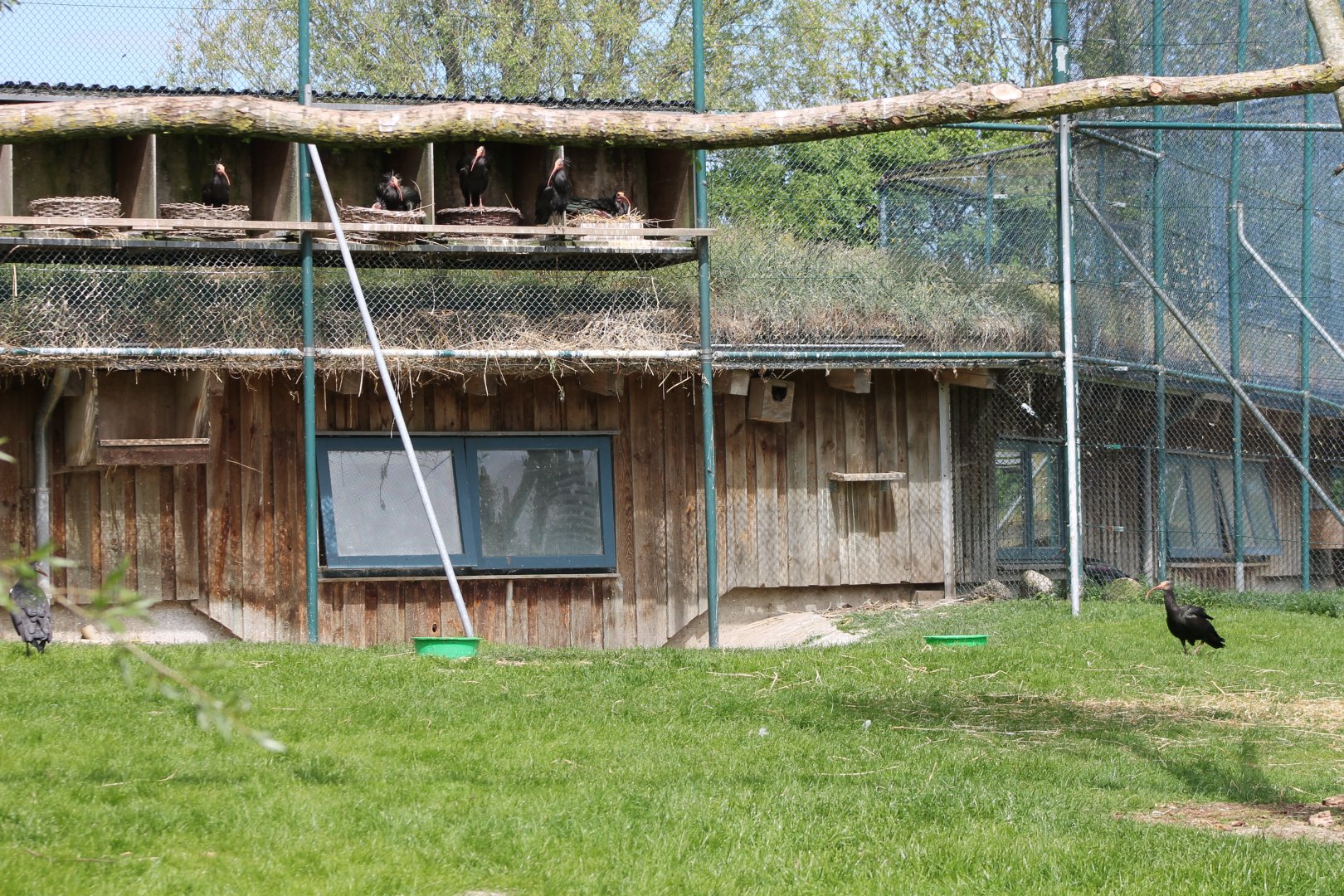 Northern bald ibis-aviary