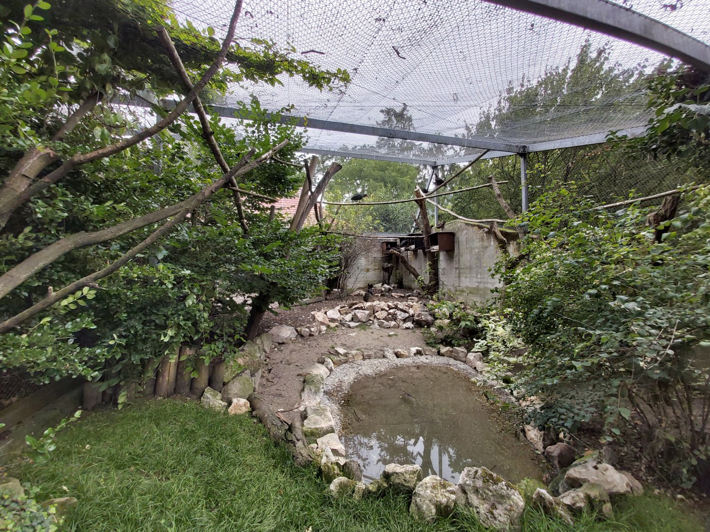 Northern bald ibis aviary