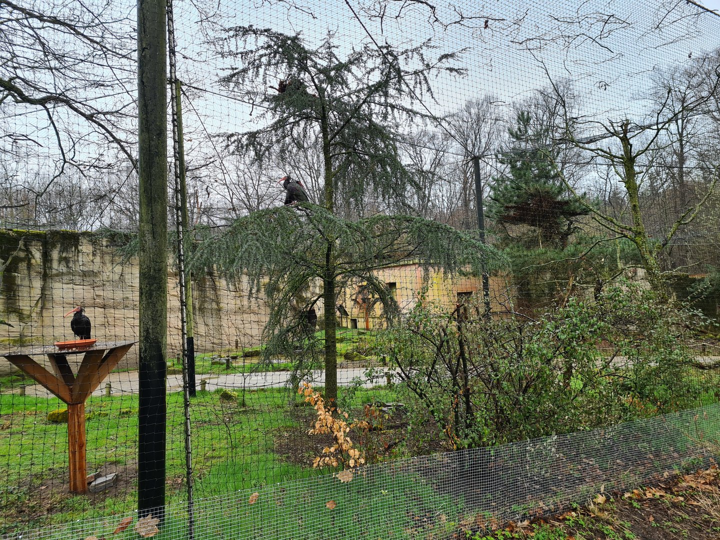 Northern bald ibis aviary