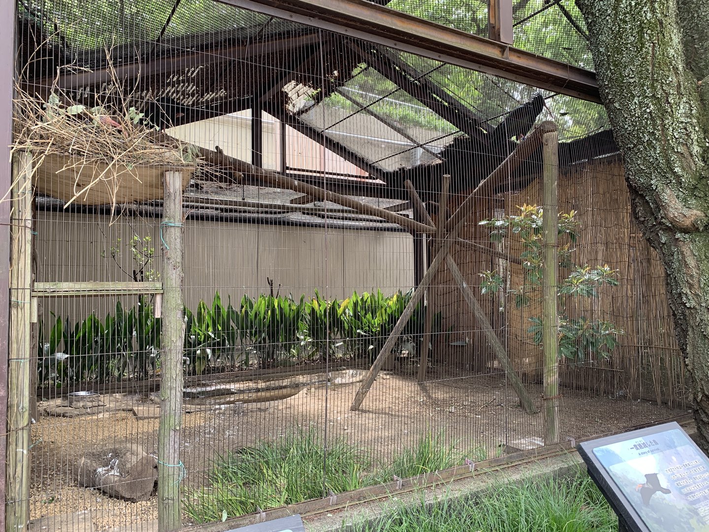 Northern Bald Ibis Aviary