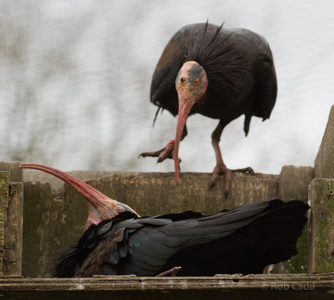 Northern bald ibis : Birdland : 19 Apr 2015