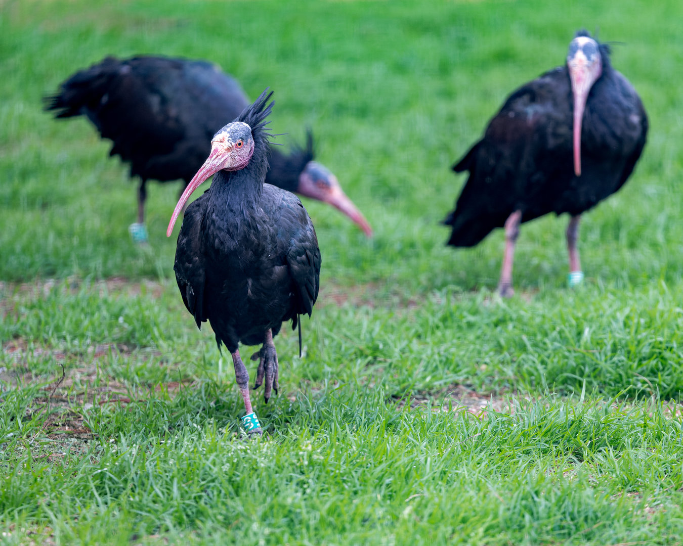 Northern Bald Ibis / Chester Zoo / 2-9-22