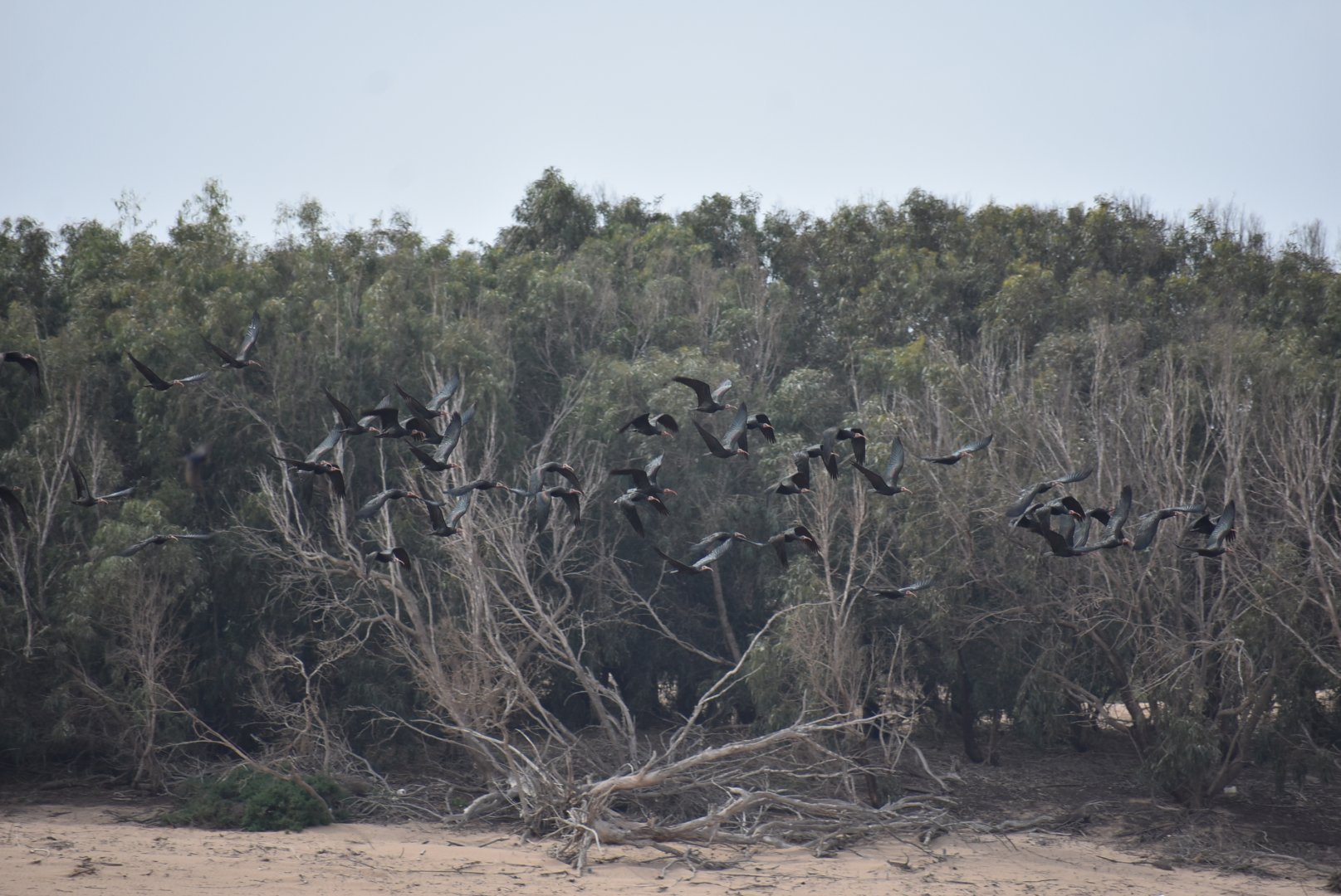 Northern bald ibis - (Estuaire de l'Oued Massa)