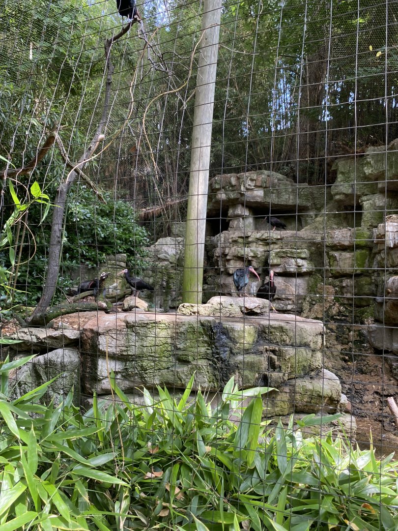 Northern Bald Ibis Exhibit - Bronx Zoo