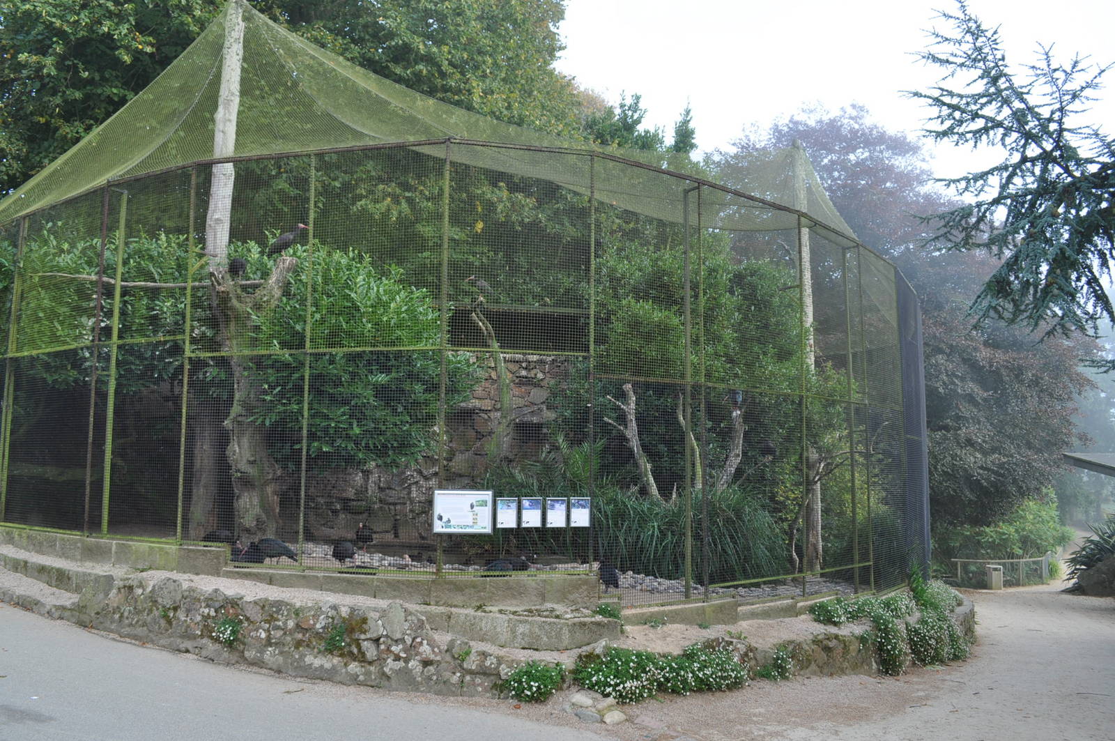 Northern Bald Ibis Exhibit