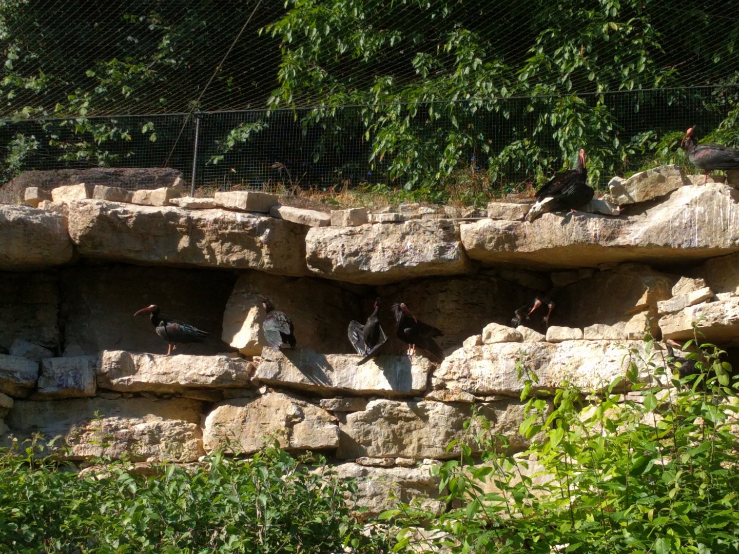 Northern bald ibis flock