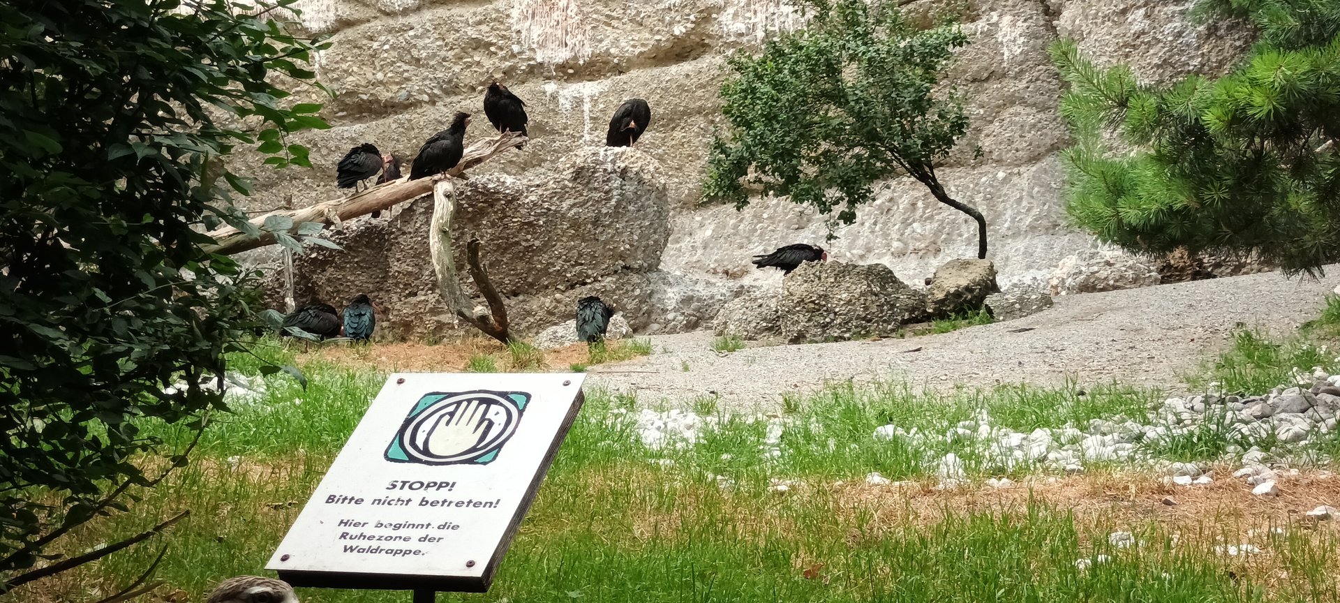 Northern bald Ibis Flock