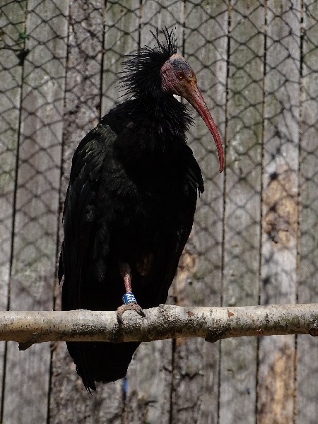 Northern bald ibis (Geronticus eremita) (04/22)