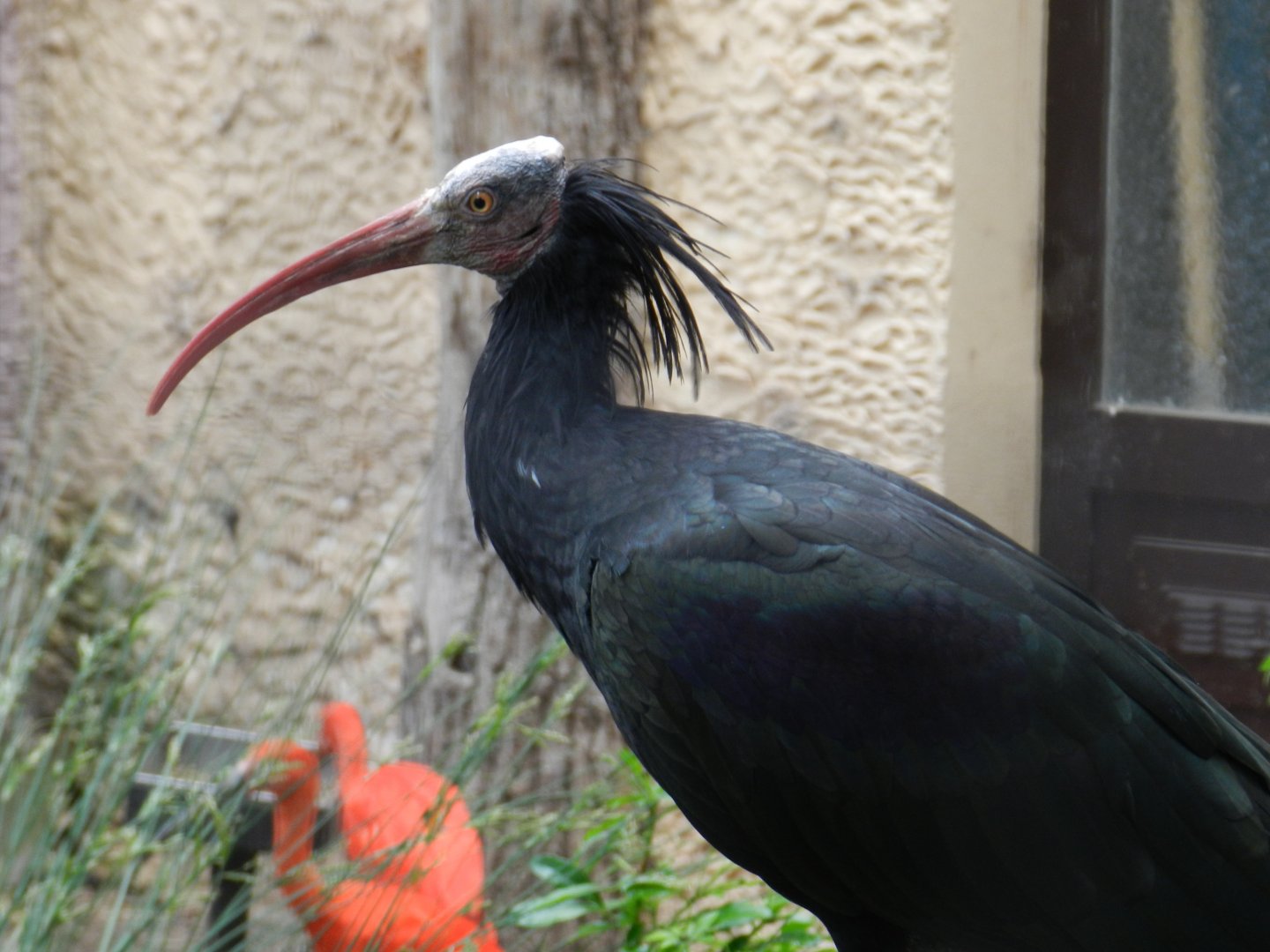 Northern Bald Ibis (Geronticus eremita) at Artis Royal Zoo, The Netherlands