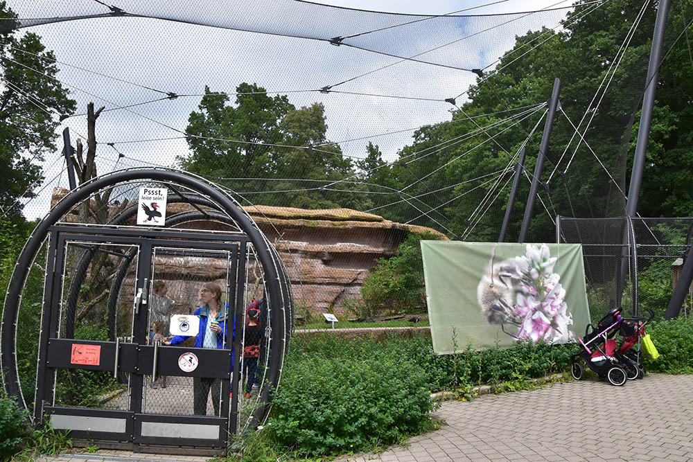 Northern bald ibis (Geronticus eremita) aviary