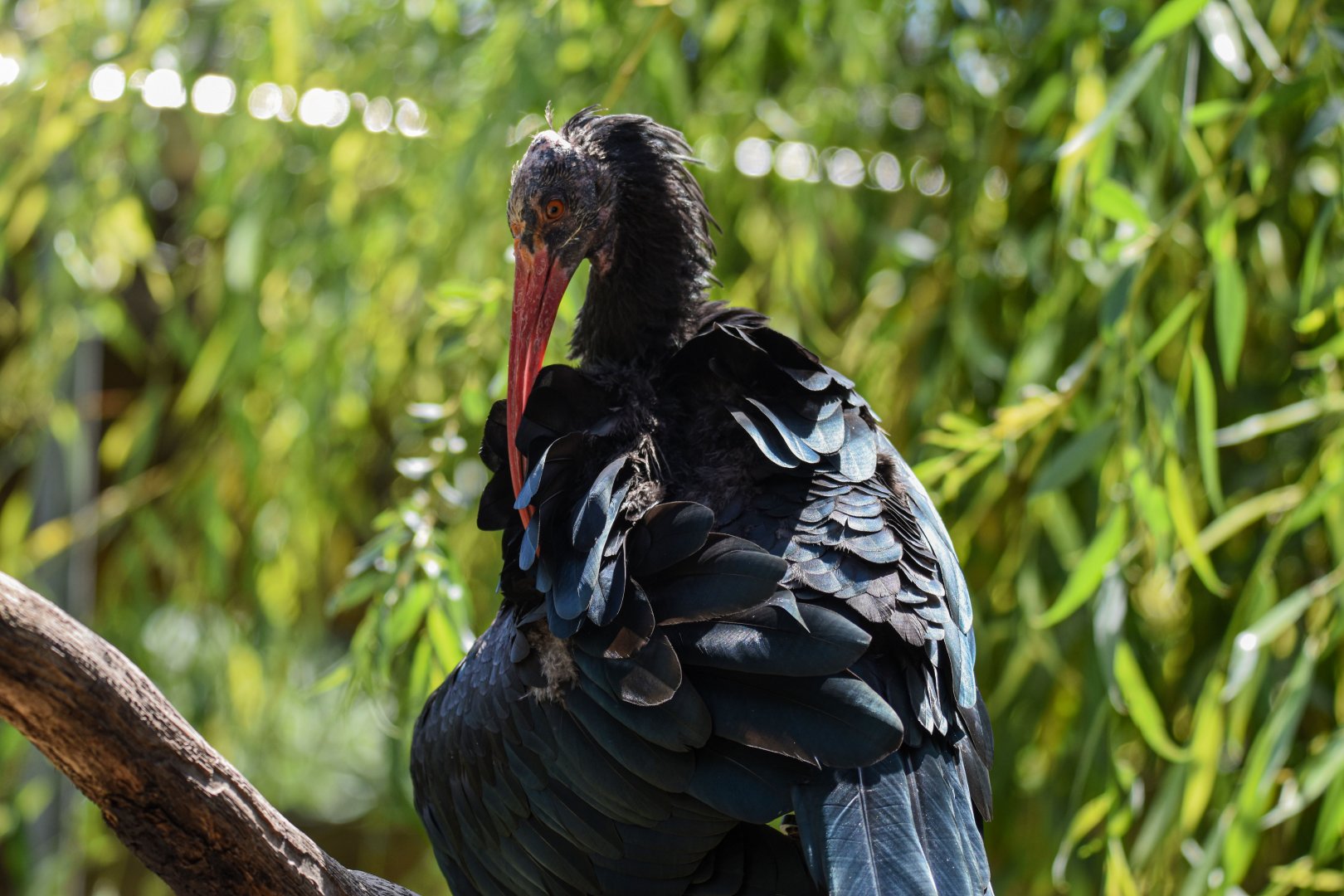 Northern bald ibis (Geronticus eremita) - Bioparc de Genève