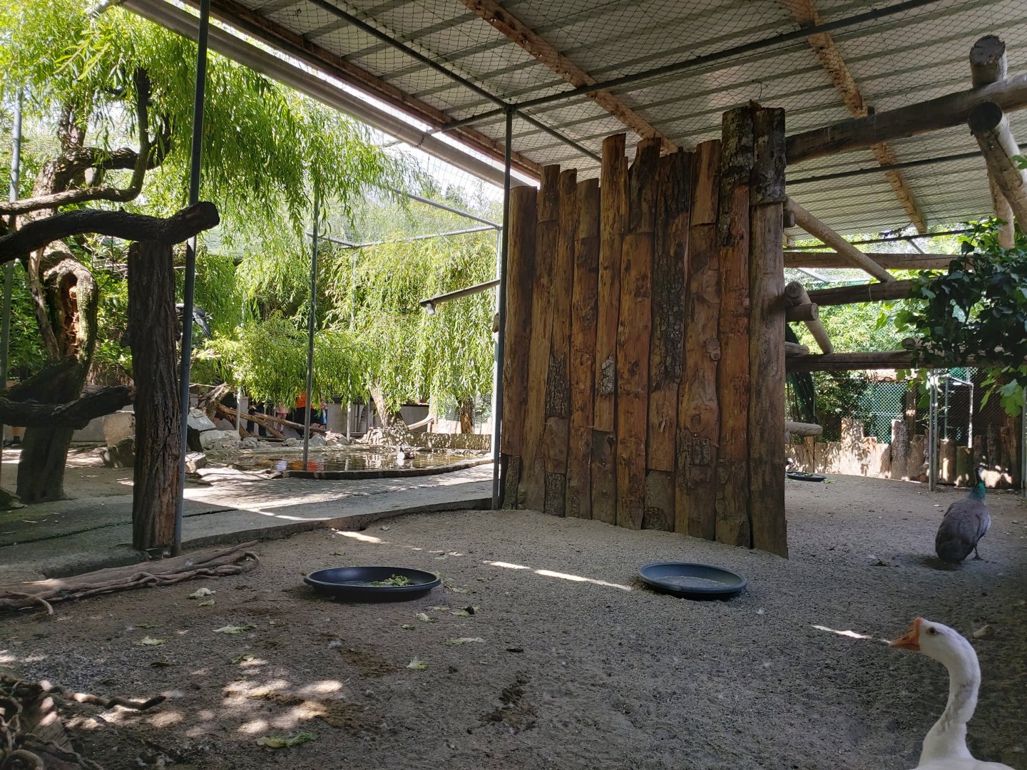 Northern bald ibis (Geronticus eremita) walkthrough aviary - Bioparc Genève