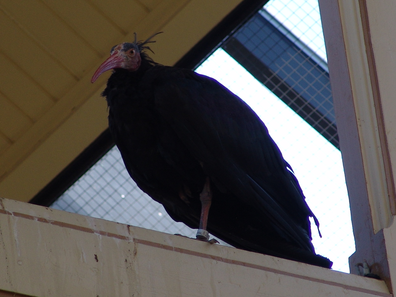 Northern Bald Ibis (Geronticus eremita)