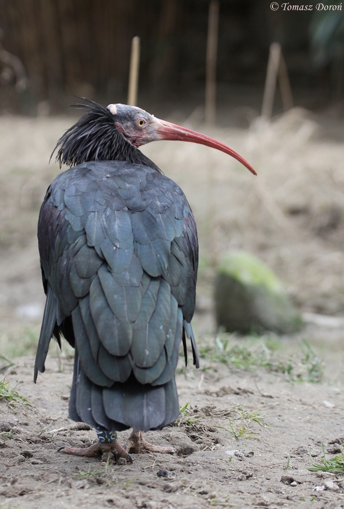 Northern bald ibis (Geronticus eremita)