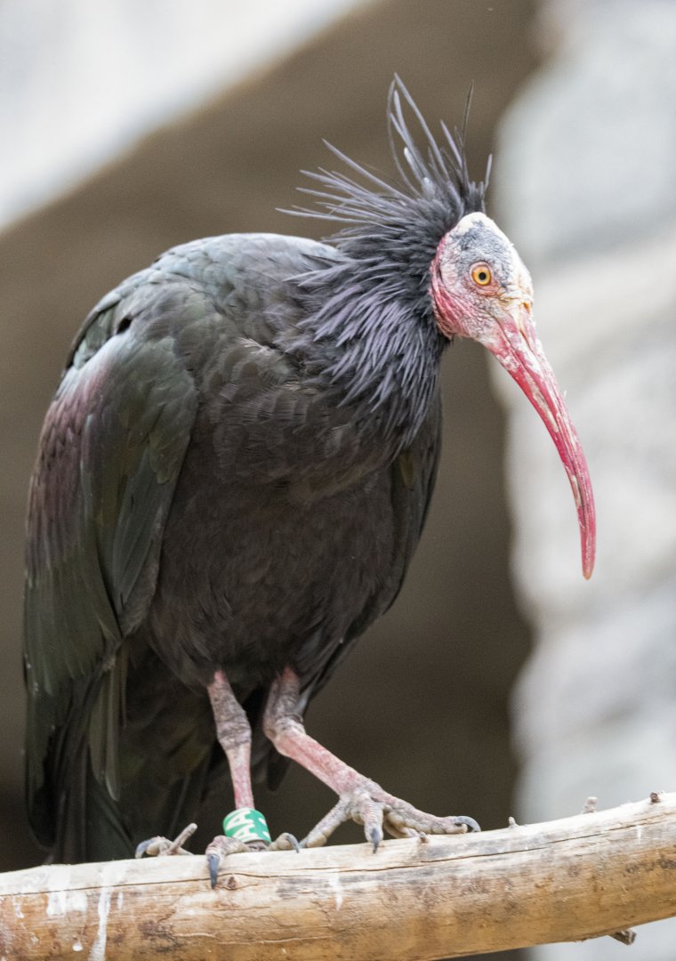 Northern bald ibis (Geronticus eremita)