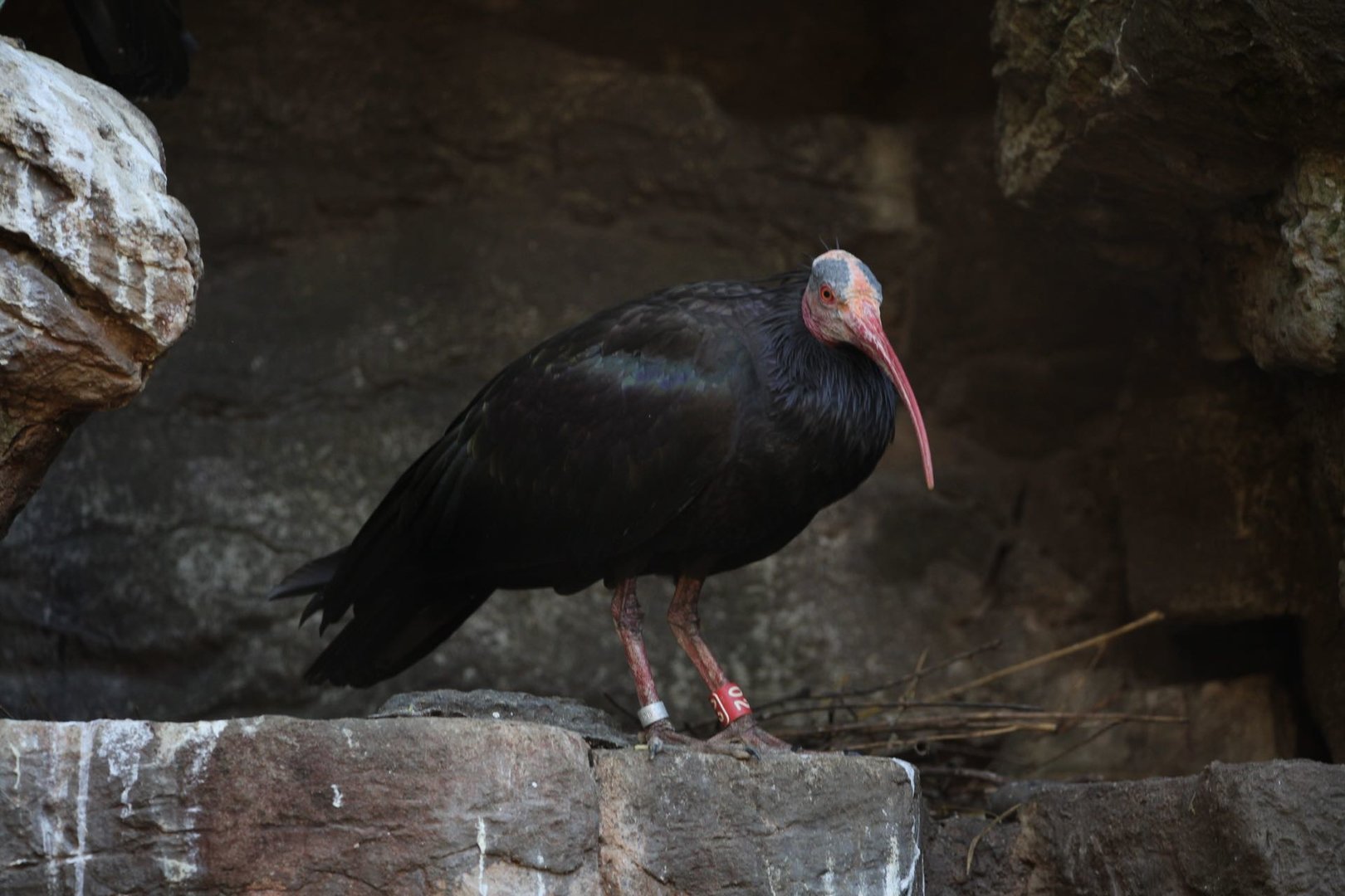 Northern Bald Ibis/ Geronticus eremita