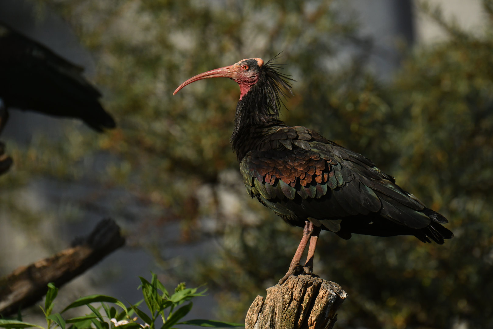 Northern Bald Ibis Geronticus eremita
