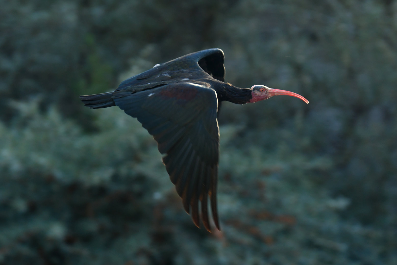 Northern Bald Ibis Geronticus eremita