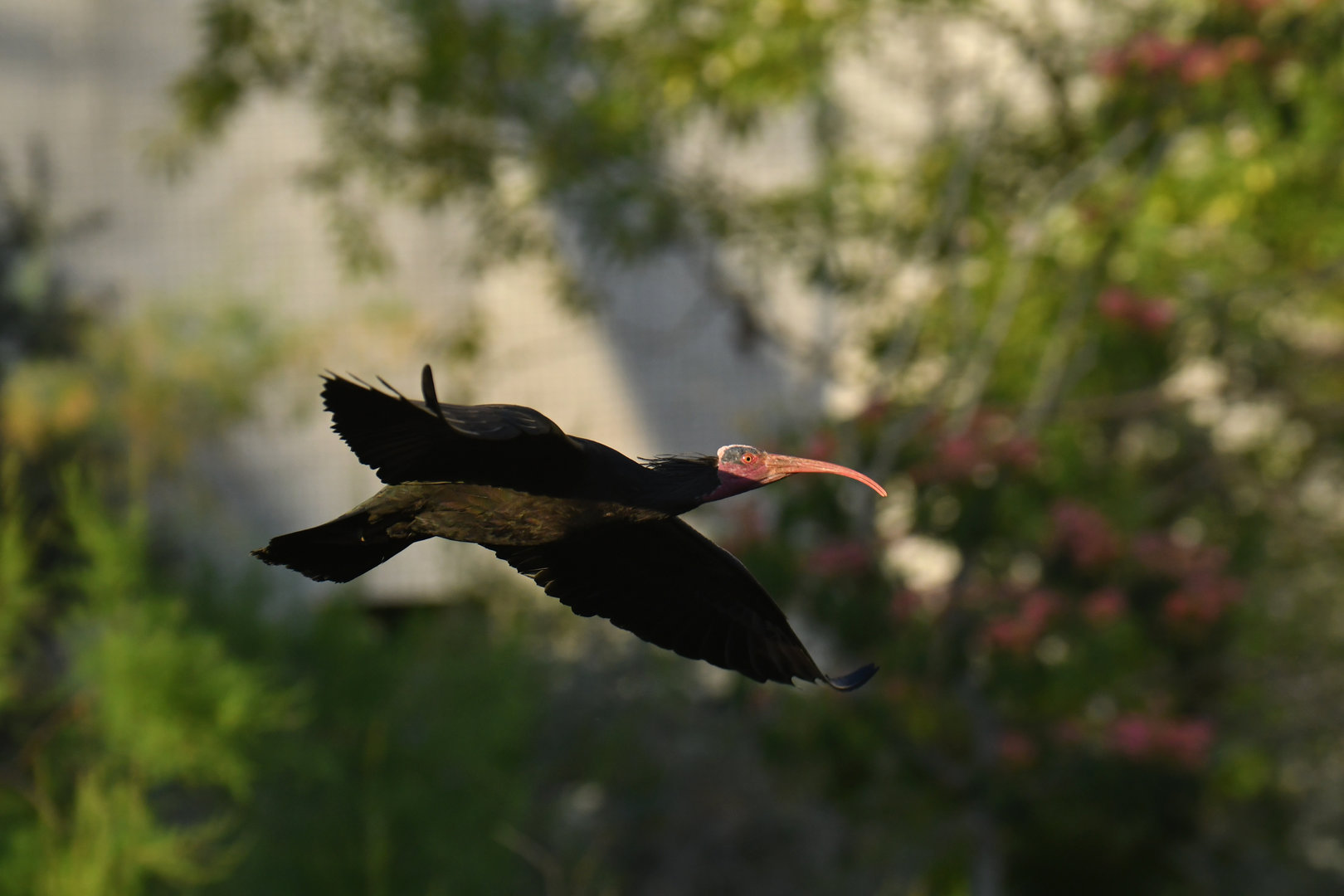 Northern Bald Ibis Geronticus eremita