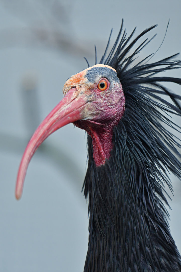 Northern Bald Ibis Geronticus eremita