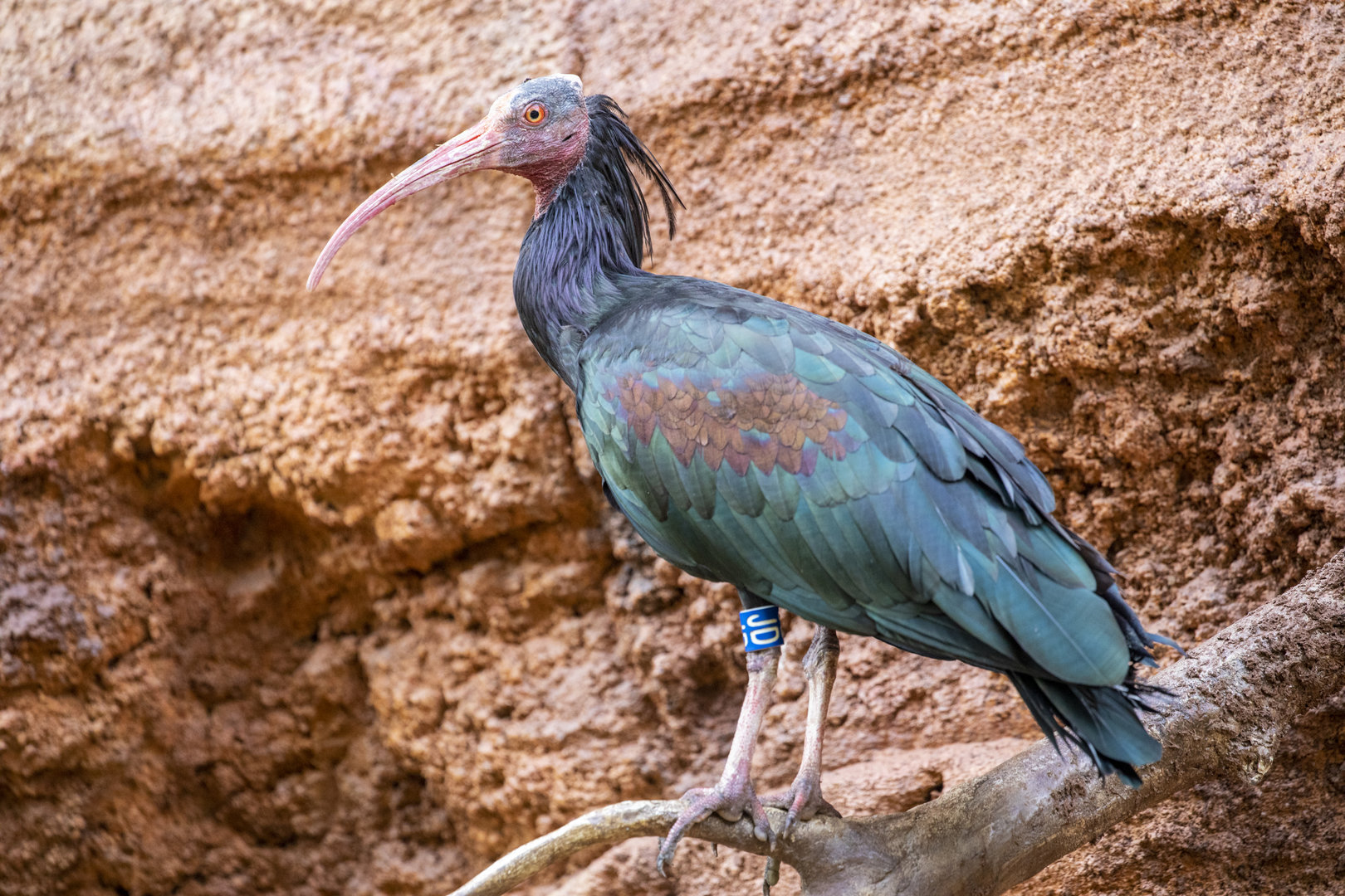 Northern Bald Ibis (Geronticus eremita)