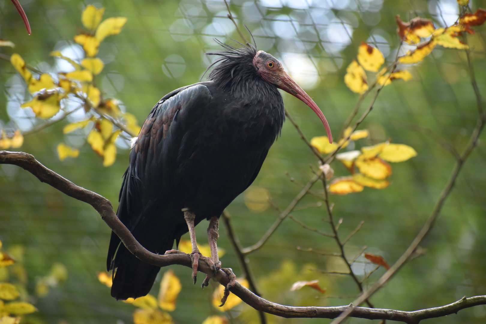 Northern Bald Ibis - Geronticus eremita