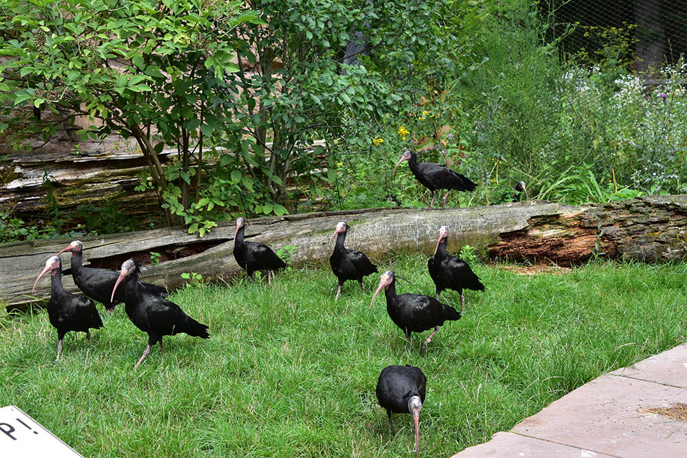 Northern bald ibis (Geronticus eremita)