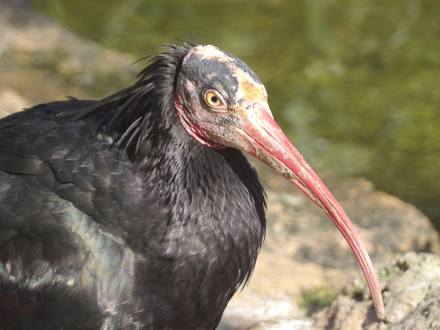 Northern Bald Ibis (Geronticus eremita)